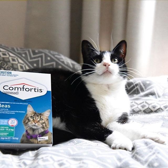 Comfortis Cat